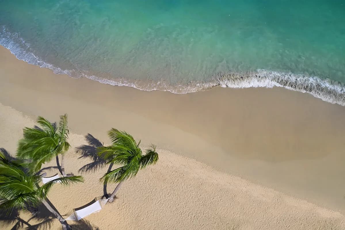 coconut trees on beach